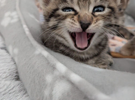 BEAUTIFUL SIBERIAN KITTENS LOOKING FOR THEIR FOREVER HOMES