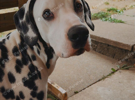 Male Dalmatian