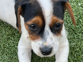 Jack Russel mix King Charles cavalier 12 week old girl
