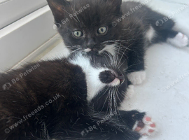 snowshoe x mainecoon x Russian white kittens