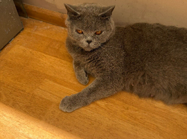 British shorthair female