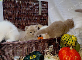 GCCF/TICA British shorthair and British longhair