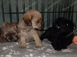Stunning Shihpoos puppies