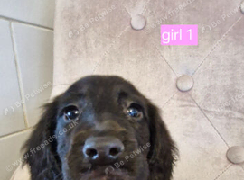 BEAUTIFUL WORKING COCKER SPANIEL PUPPIES READY NOW