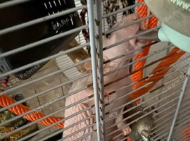 4 female rats an cage