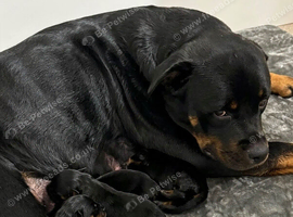 KC REGISTERED ROTTWEILER PUPPIES
