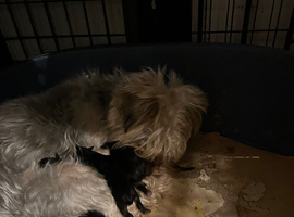 Pedigree Yorkshire terrier pups