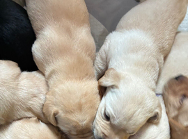 Labrador puppies