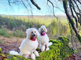 Standard poodle pups