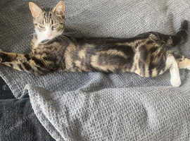 Cat for sale