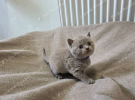 Beautiful bsh kittens