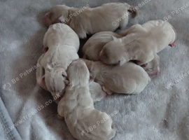 American pocket bulky pups for sale