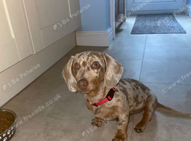Isabella and tan miniature dachshund
