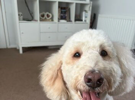 Labradoodle/ Goldendoodle