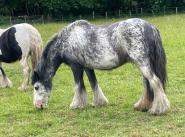 13h first pony,