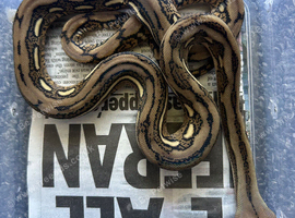 Female tiger Reticulated python &pound;130 HA PHGS
