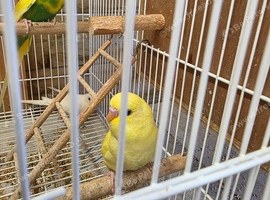 Gorgeous Baby Budgies.