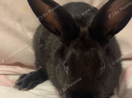 Baby bunny for sale