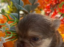Chihuahua puppies
