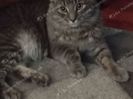 Male cat