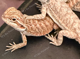 Beautiful bearded dragons babies