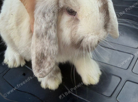 Mini lop babies
