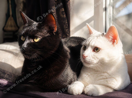 2 beautiful cats in need of rehome.