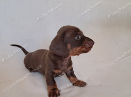 Beautiful KC registered miniature dachshund puppies