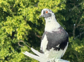 Fancy Show pigeons