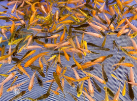 1000&rsquo;s Koi fry 1&rdquo;-1.5&rdquo;