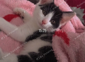 11 week old male kitten for rehome