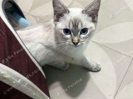 Ragdoll