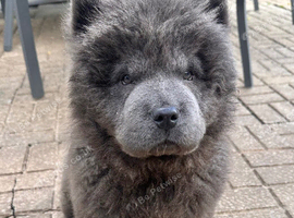 Blue male Chow Chow Puppy