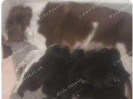 Beautiful mastiff cross pups
