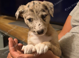 Lurcher pups