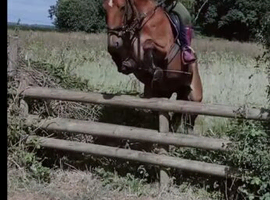 Newforest x welsh cob