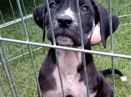 2 pressa boy pups available