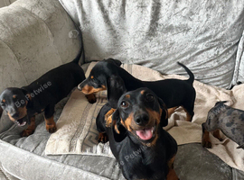 3 beautiful Black and Tan miniature dachshund girls available