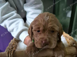 3 Beautiful Puppies