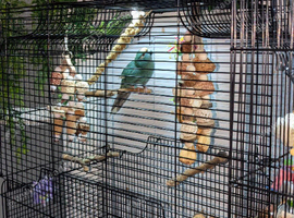 3 male kakarikis