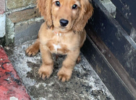 Lovely red spaniel pups