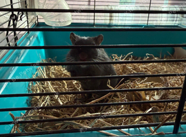 Gerbil with food and cage