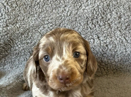 Adoreable Dapple smooth haired Dachshund puppies.