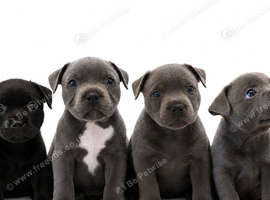 Staffordshire bull terrier