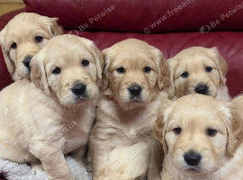 Large Size Pure Golden Retriever Puppies!!!