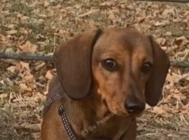 Mini dachshund, Red; 6months old. KC Registered