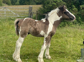 Black Pearl Tobiano Colt Foal