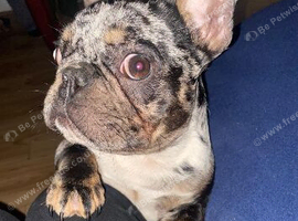 Loving 4-Year-Old Male French Bulldog Looking for His Forever Home
