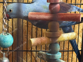 Blue Ringneck Parrot