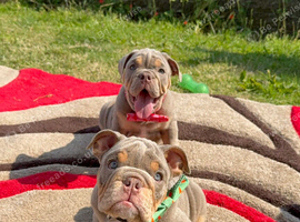 English bulldogs ready to go
